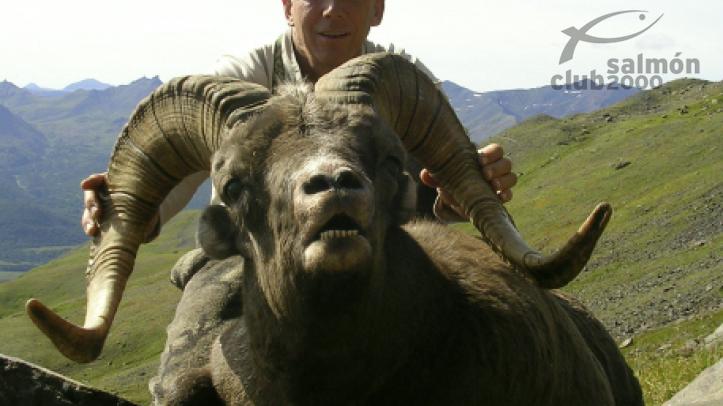 CARNERO DE KAMCHATKA