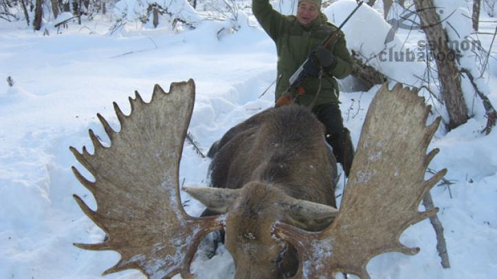 ALCE GIGANTE KAMCHATKA