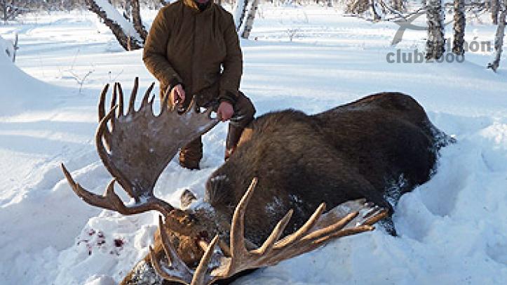 ALCE GIGANTE KAMCHATKA