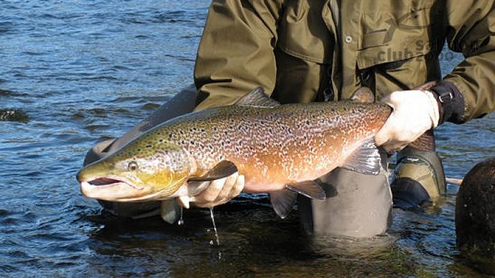 Pesca Kola