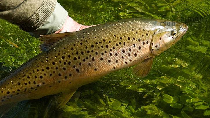 Pesca en inglaterra
