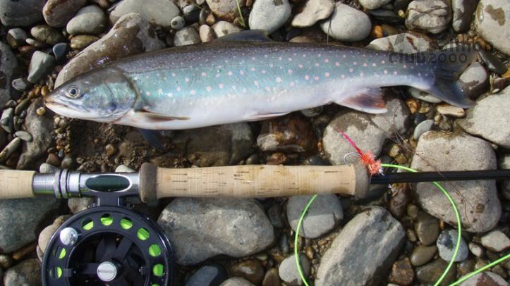 Dolly Varden del Río Kuchtui