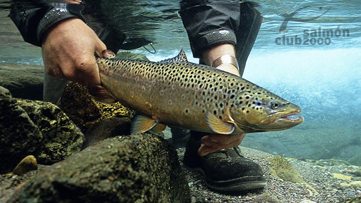 Pesca en el circuito del Lodge Cinco Rios Chile