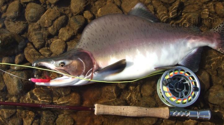 Salmón Rosado de 4Kg