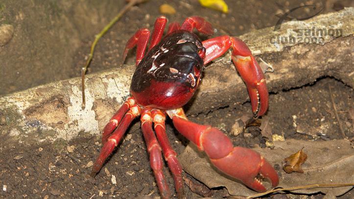 Hasta 140 millones de cangrejos rojos invaden Christmas Island cada año durante Noviembre y Diciembre