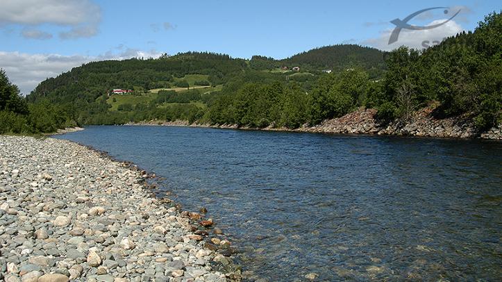 Viaje Pesca Noruega Río Orkla