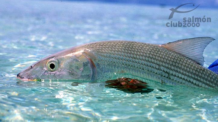 Pesca en atolón de Alphonse y St. Francois