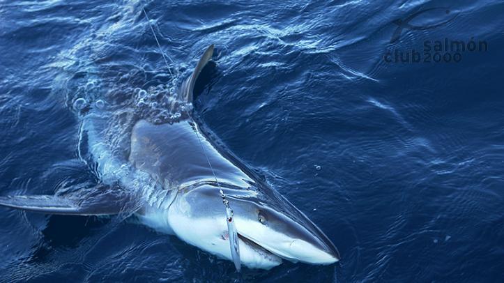 Tiburón en las costas de Christmas Island