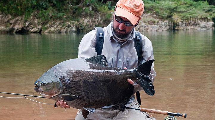 Pesca dorado