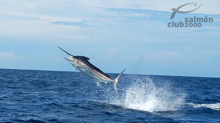 Pez Vela en el Mar Caribe del Golfo de Chiriquí