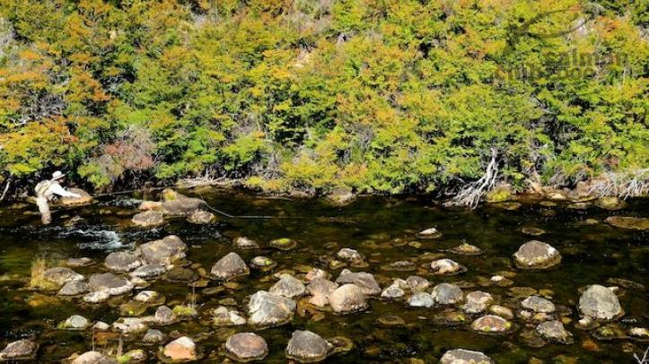 Pesca Northern Rivers