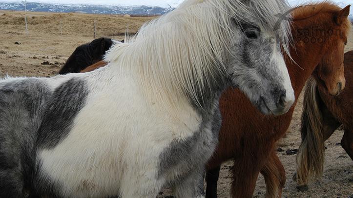 Caballos en las cercanías del lodge del Río Minnivallalaekur