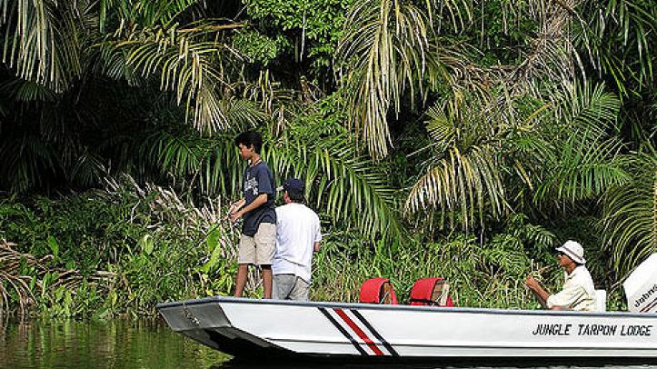 Pesca en el Jungle Tarpon Lodge