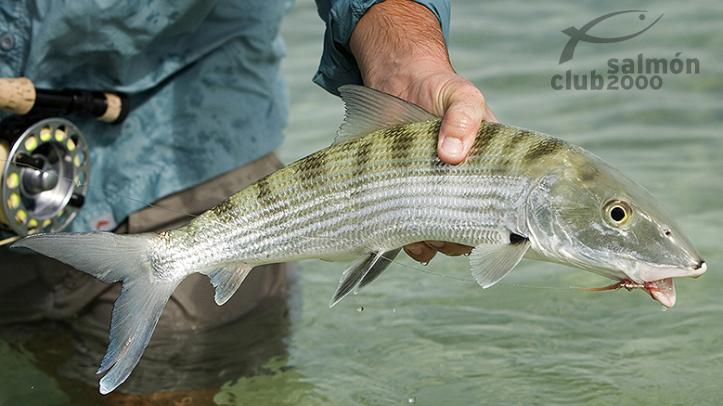 Pesca del Macabí con Bair´s Lodge, isla de South Andros, Bahamas