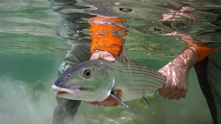 Pesca del Macabí con Bair´s Lodge, isla de South Andros, Bahamas