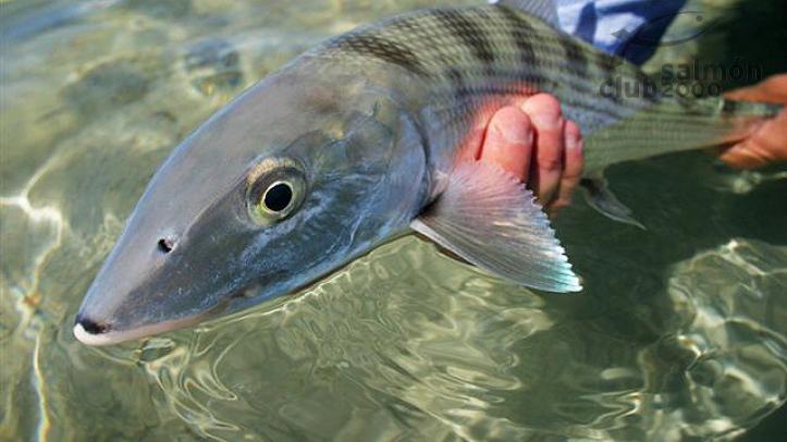 Pesca del Macabí con Bair´s Lodge, isla de South Andros, Bahamas