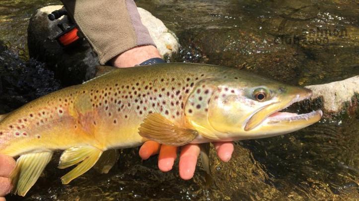 Guías de pesca con mosca