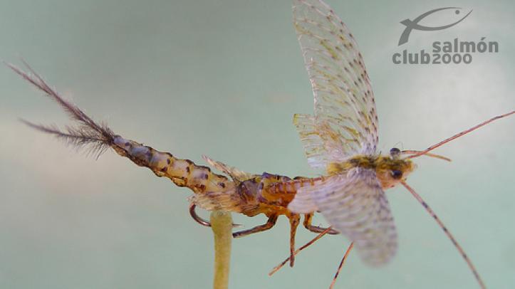 Mosca Río Gradac Serbia