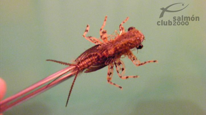 Mosca Río Gradac Serbia