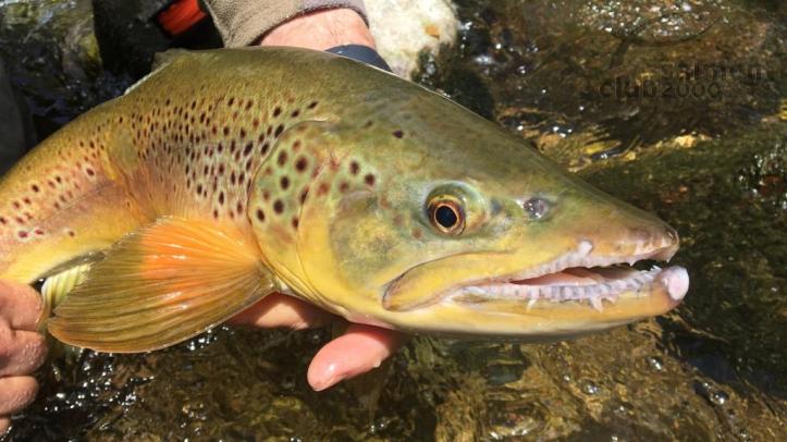 Guías de pesca con mosca