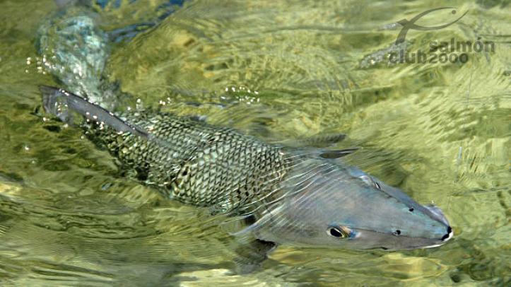 Pesca del Macabí con Abaco Lodge, Bahamas