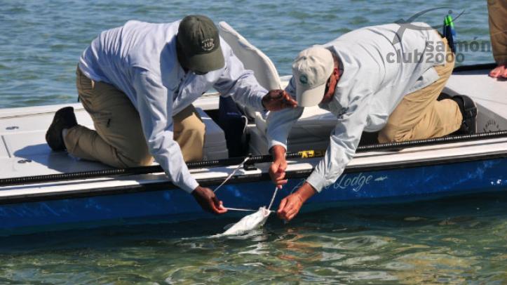 Pesca de Macabí en Abaco Lodge en Bahamas
