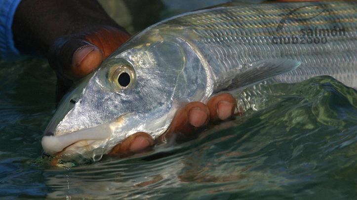 Pesca del Macabí en Abaco Lodge, en Bahamas