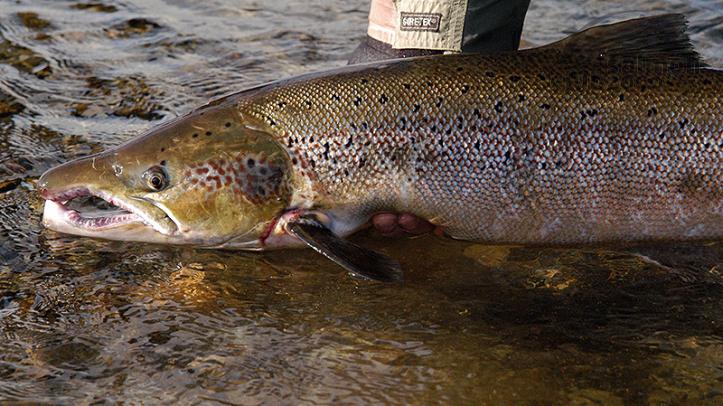 Pesca en el río Laxa in Aldalda
