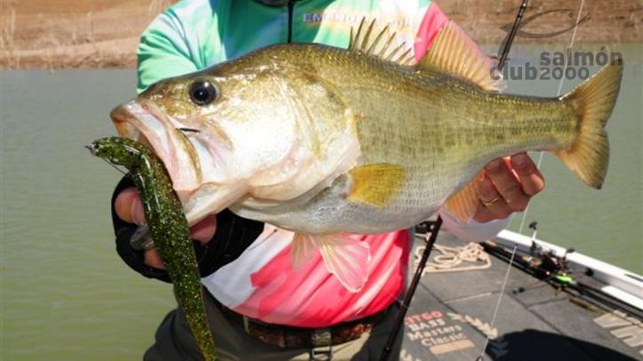 Bass en Bacurato