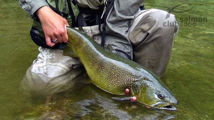 Marble Trout
