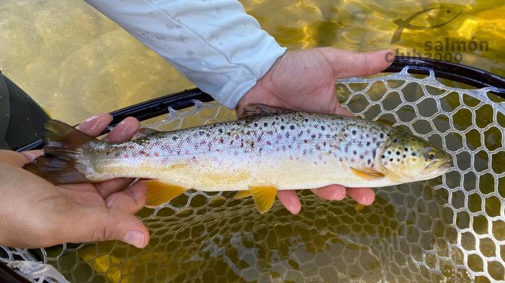 Guías de pesca con mosca
