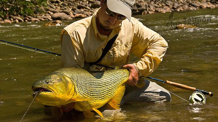 Pesca del Dorado