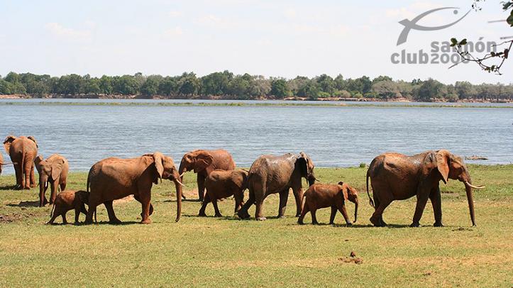 Elefantes del Parque Nacional Lower Zambezi. Royal Zambezi Lodge.