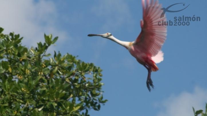 Pesca en Punta Allen