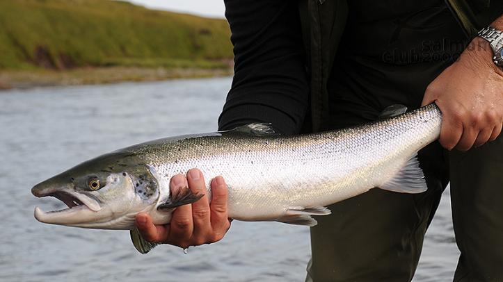 Pesca en el Río Jökla