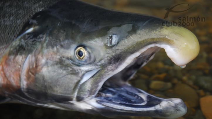Sockeye en el Río Kuchtui