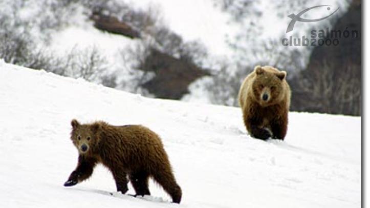 OSOS PARDOS KAMCHATKA