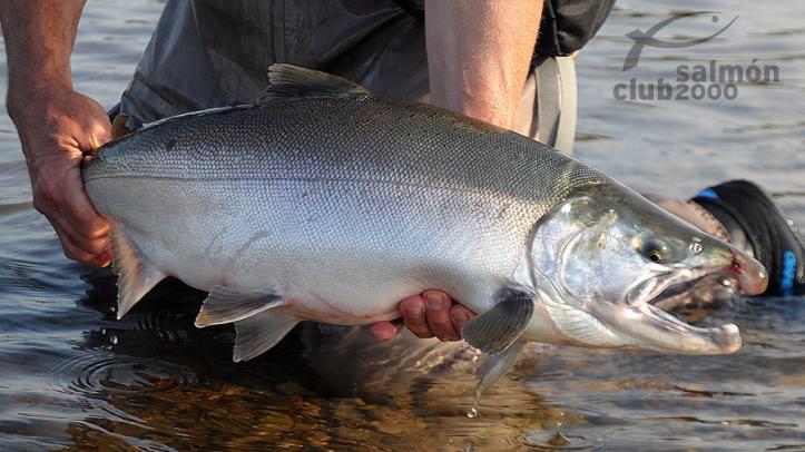 Silver en el Río Kuchtui