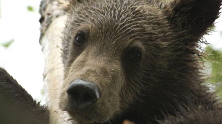 Oso en Kamchatka