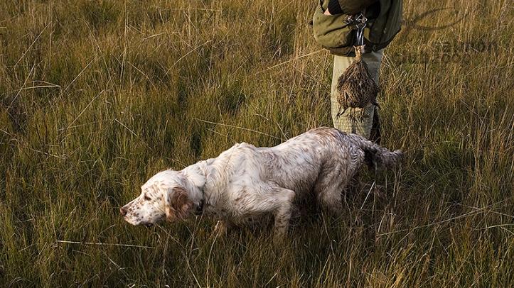 Setter inglés utilizado en la caza de perdices del Hasparren Lodge, Provincia de Río Negro, Uruguay.