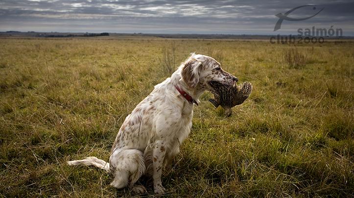 Setter inglés utilizado en la caza de perdices del Hasparren Lodge, Provincia de Río Negro, Uruguay.