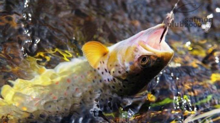 Pesca en Lituania