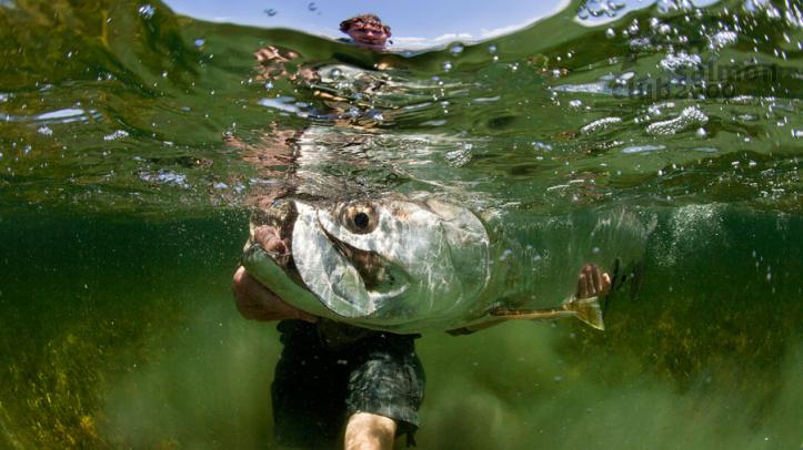 Tarpon