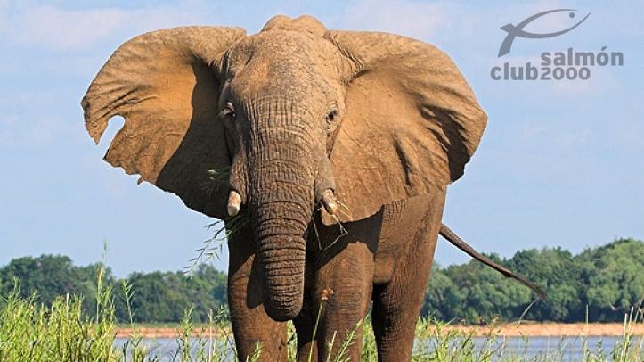 Elefante del P.N. Lower Zambezi. Royal Zambezi Lodge.
