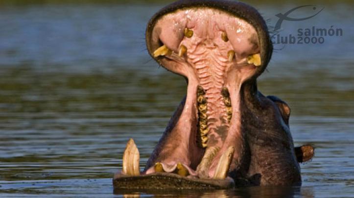 Hipopótamo en el río Zambezi. Royal Zambezi Lodge.
