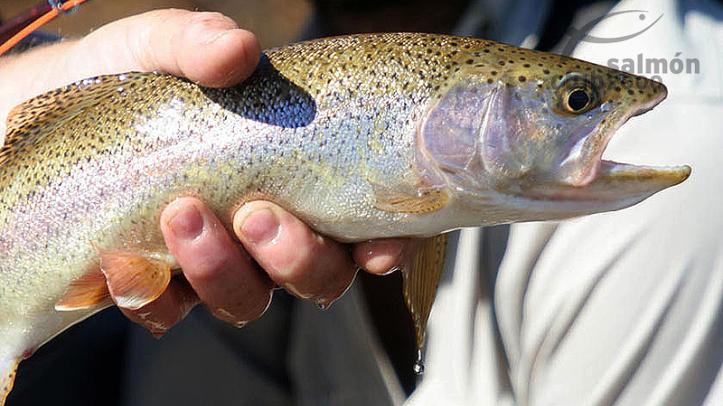 Pesca en el río Pico