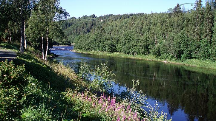 Viajes de pesca mosca Río Orkla