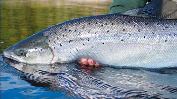 Pesca en Rusia Ponoi