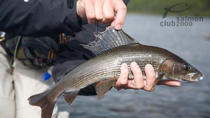 Pesca en el Río Kaitum. Campamento Tjuonajokk