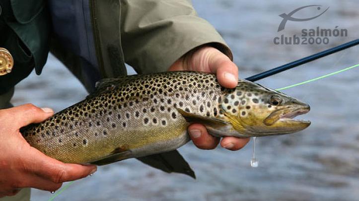 Pesca de Grayling en el Río Kaitum. Campamento Tjuonajokk